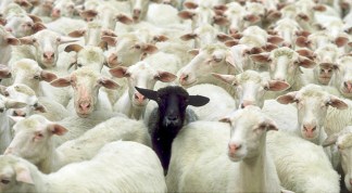 black-sheep-of-the-family (3)