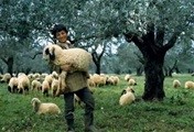shepherd