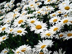 daisies